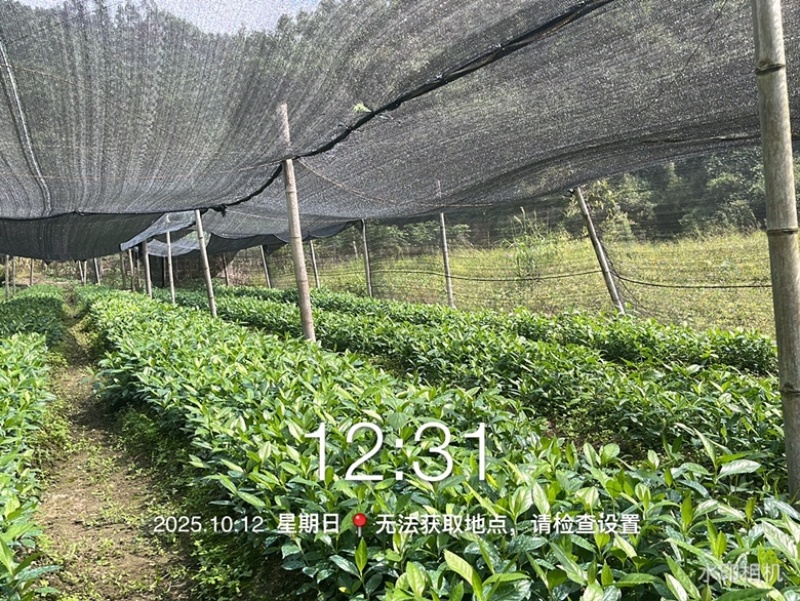 优质草珊瑚苗