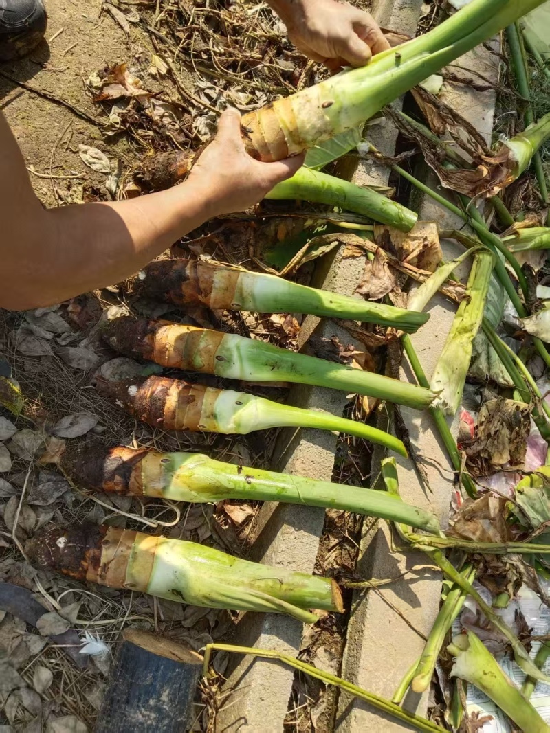山东高钙香芋大量上市中要比荔浦芋头面好吃)适合商超酒店用