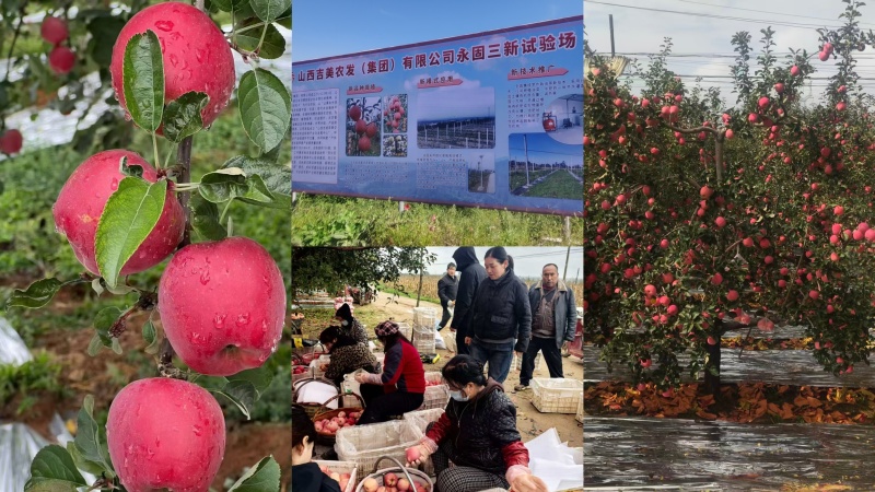 精品苹果产地直发现摘现发货源充足一件代发对接电商