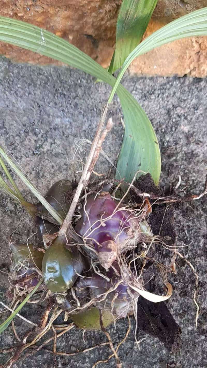冰球子
