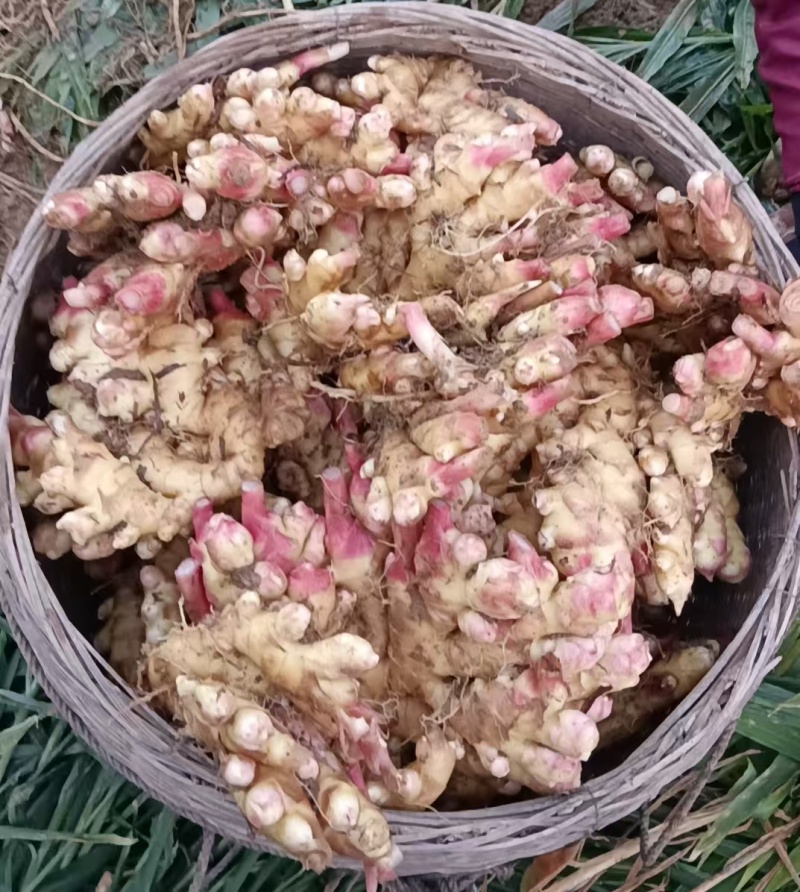 大黄姜产地直发，一手货源，价格优惠，欢迎采购