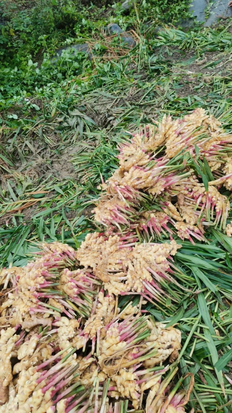 大黄姜产地直发，一手货源，价格优惠，欢迎采购
