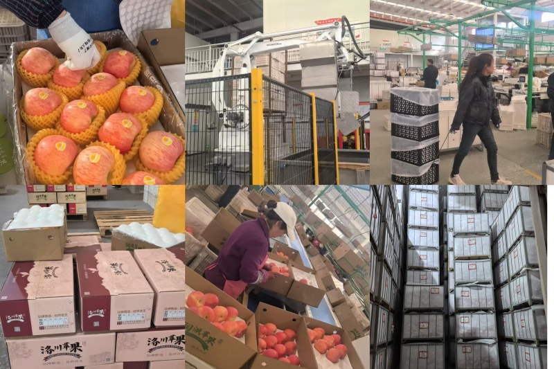精品苹果脆甜多汁现摘现发量大从优量大从优质量保证