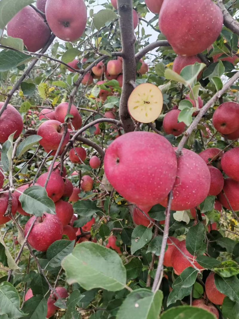 昭通丑苹果