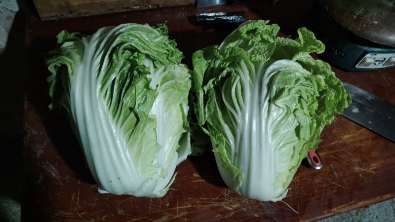 精品大白菜，小包头新菜大量上市品质优良，价格优惠
