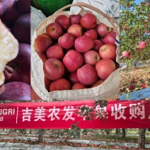 【推荐】精品苹果货源充足量大从优质量保证产地供应