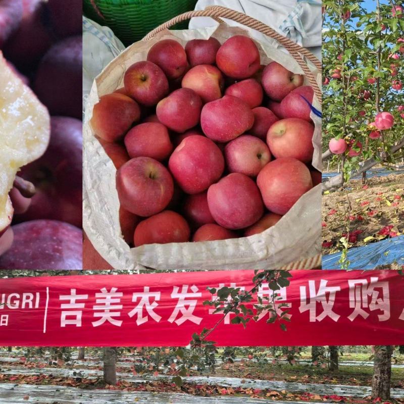 【推荐】精品苹果货源充足量大从优质量保证产地供应