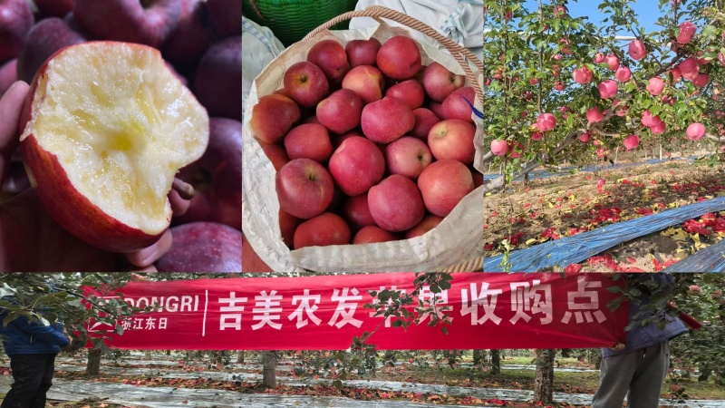 【推荐】精品苹果货源充足量大从优质量保证产地供应