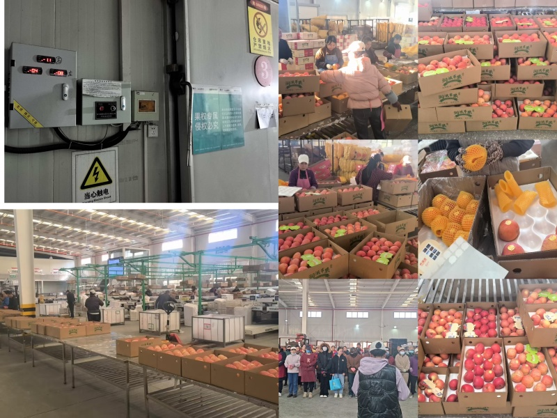 【推荐】精品苹果货源充足量大从优质量保证产地供应