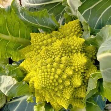 香脆可口
