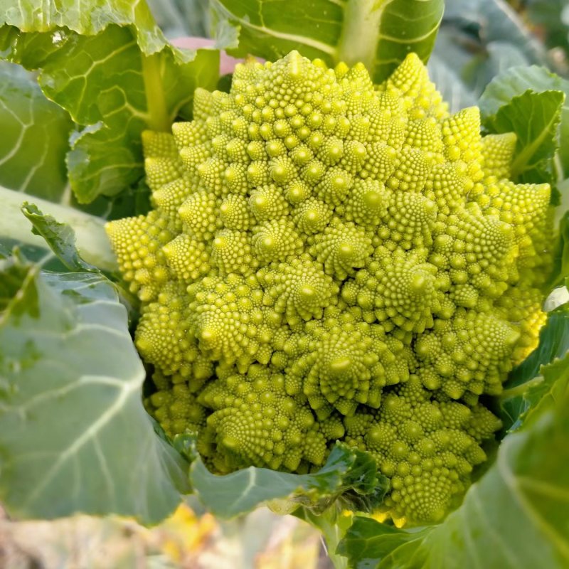 香脆可口