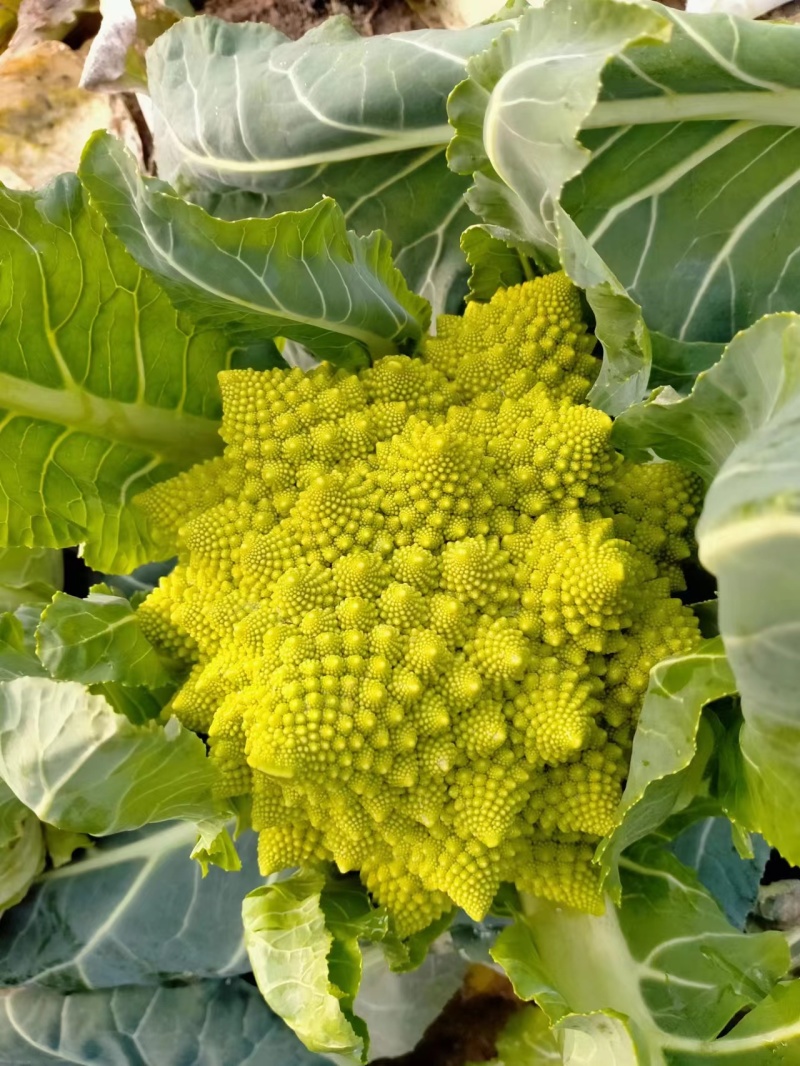香脆可口