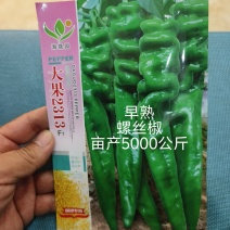 大果2313早熟膨果速度快节间短座果多耐低温