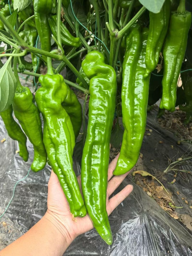 大果2313早熟膨果速度快节间短座果多耐低温