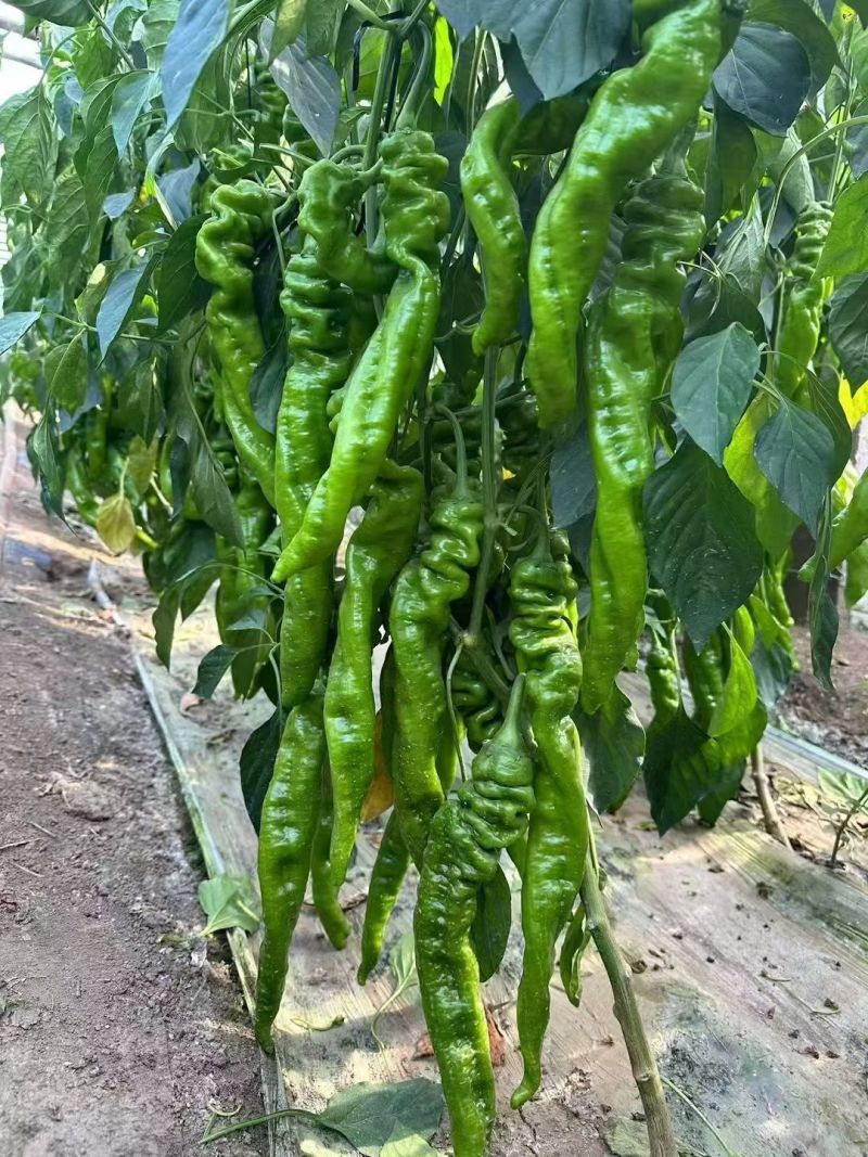 大果2313早熟膨果速度快节间短座果多耐低温