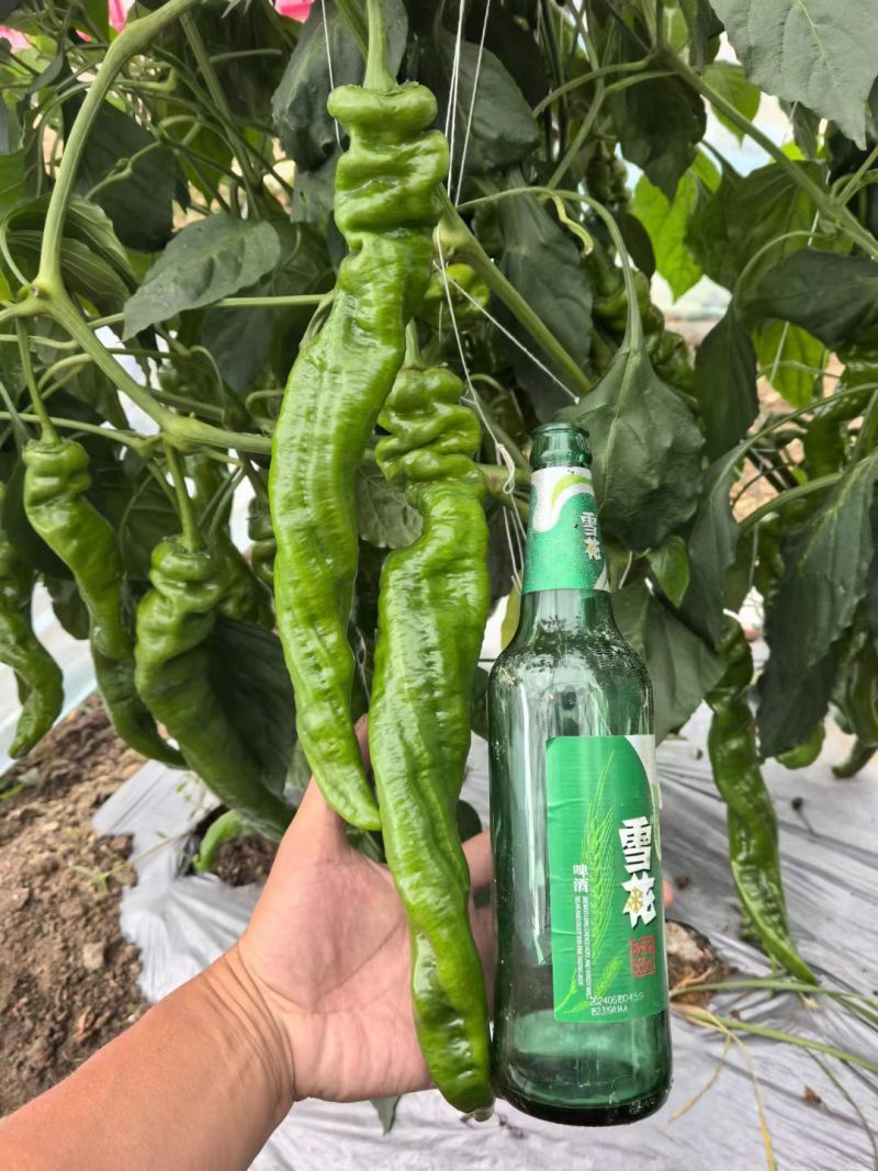 大果2313早熟膨果速度快节间短座果多耐低温