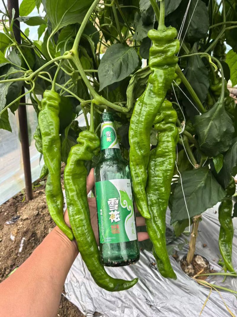 大果2313早熟膨果速度快节间短座果多耐低温