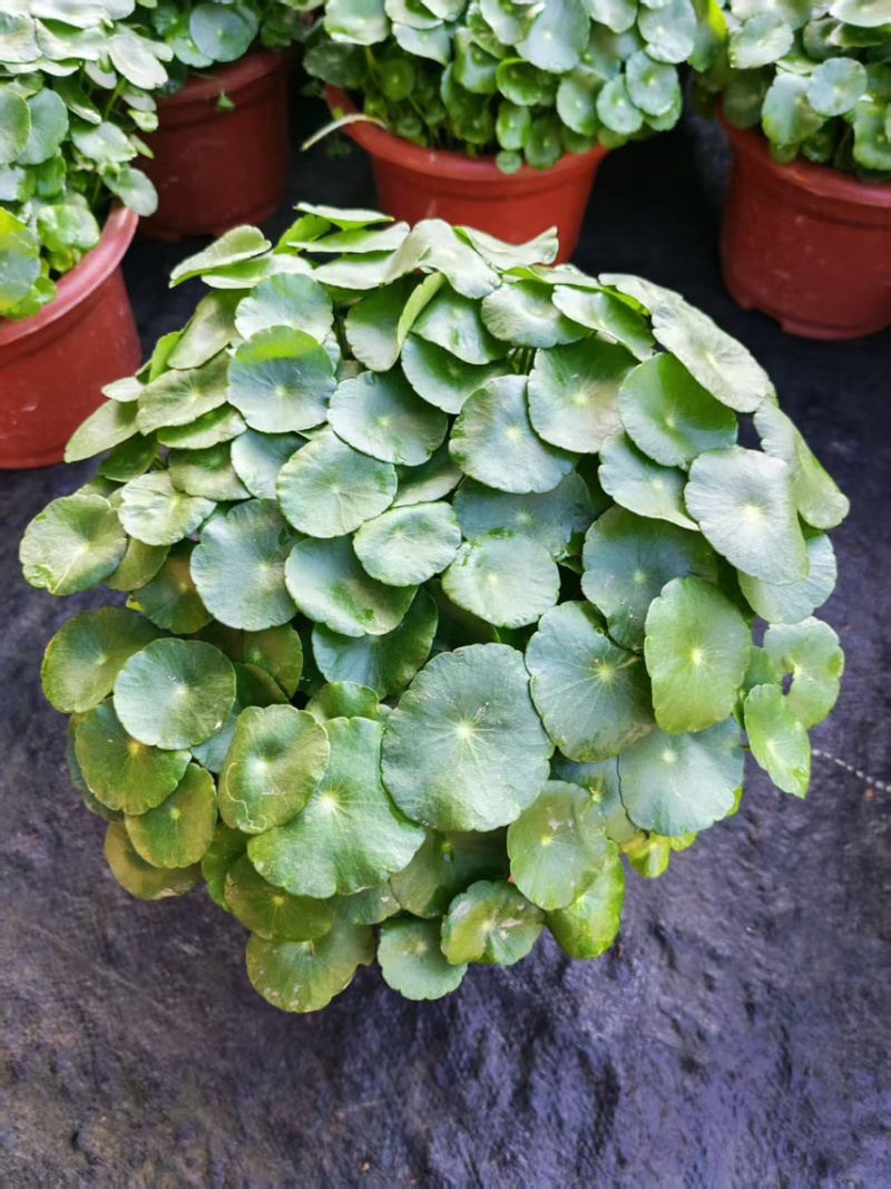 250盆铜钱草广州供货