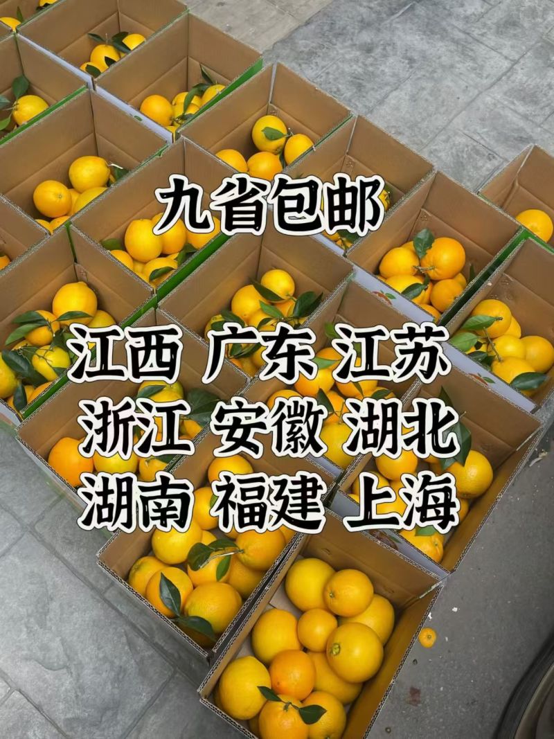 一件代发赣南脐橙/精选大果/电商团购礼盒装