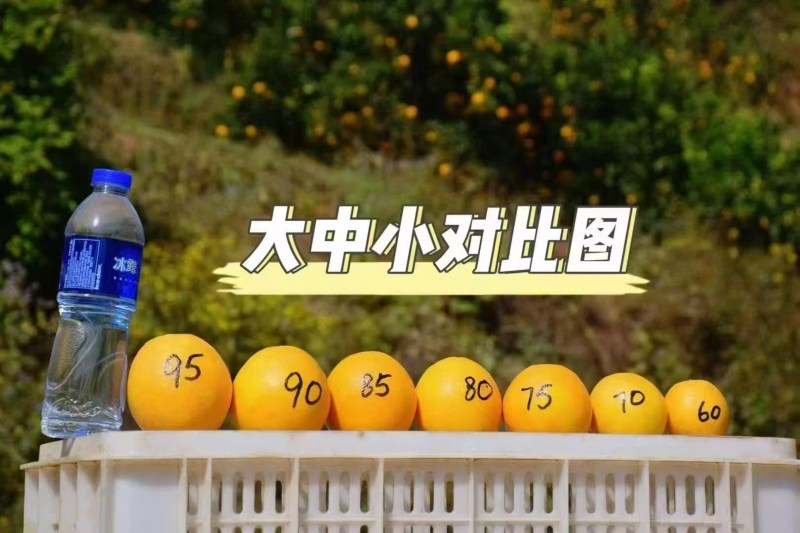 一件代发赣南脐橙/精选大果/电商团购礼盒装