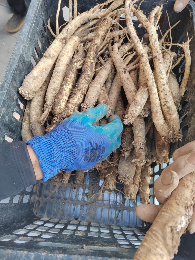 贵州威宁精品党参