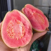 精品红心芭乐钻石芭乐，一手货源，品质保证，可对接电商商超等