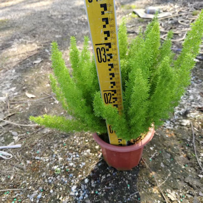 广东，小红盆狐尾天门冬，基地直销价格美丽