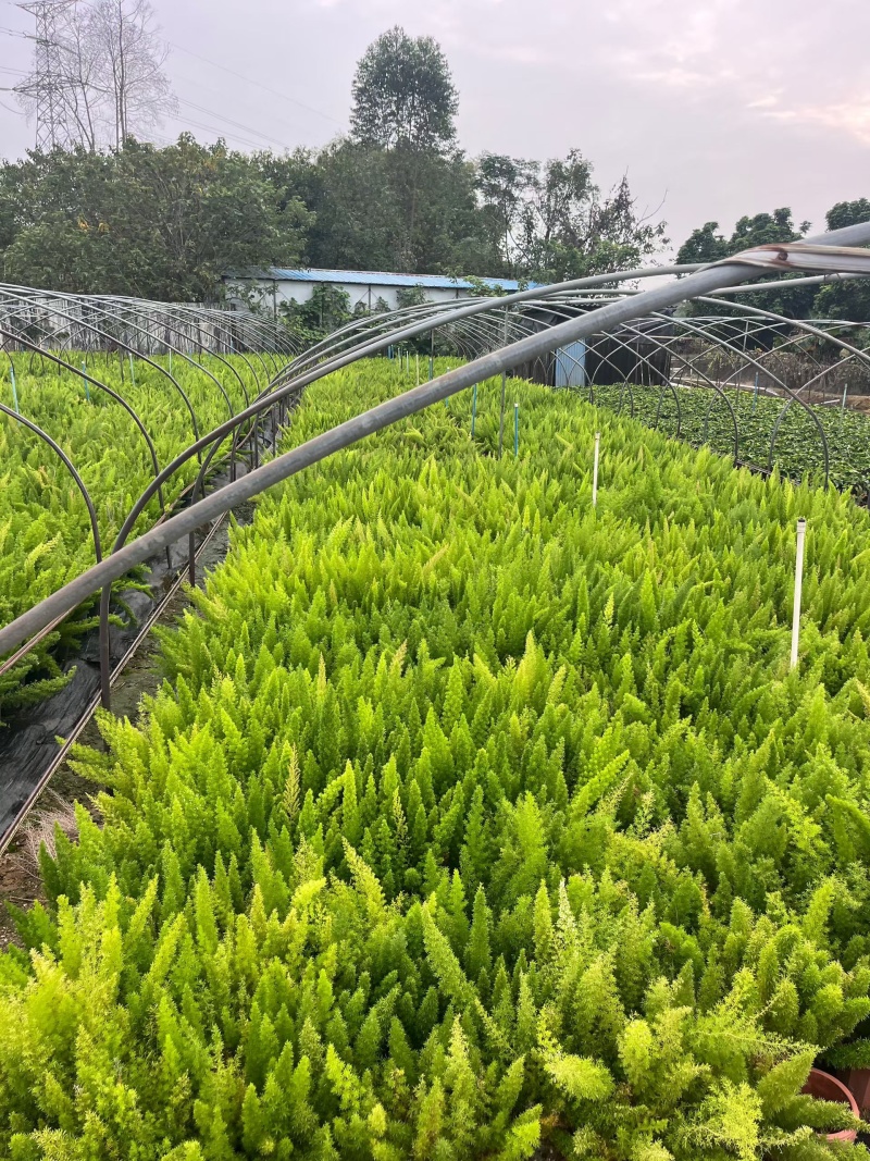 广东，小红盆狐尾天门冬，基地直销价格美丽