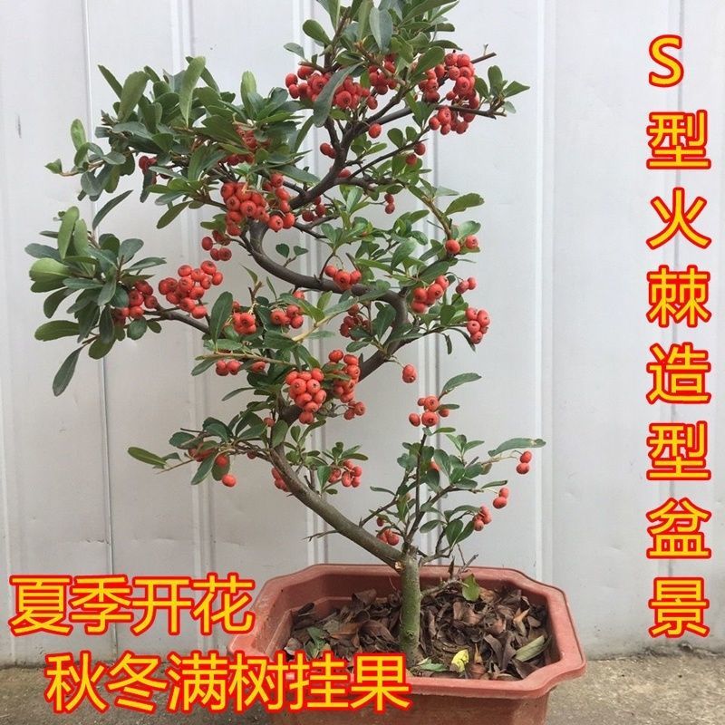 处理火棘吉祥果盆景满堂红老桩观景植物四季常青耐带果发货