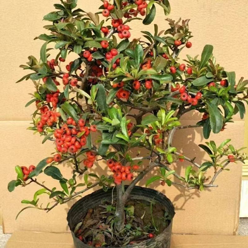 处理火棘吉祥果盆景满堂红老桩观景植物四季常青耐带果发货