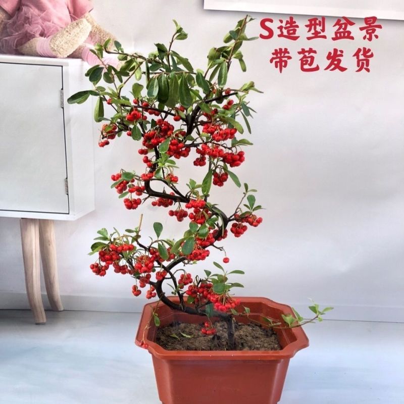 处理火棘吉祥果盆景满堂红老桩观景植物四季常青耐带果发货