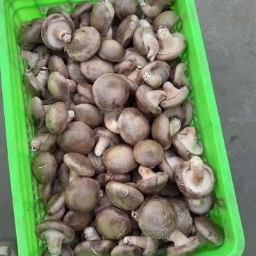 鲜香菇批发