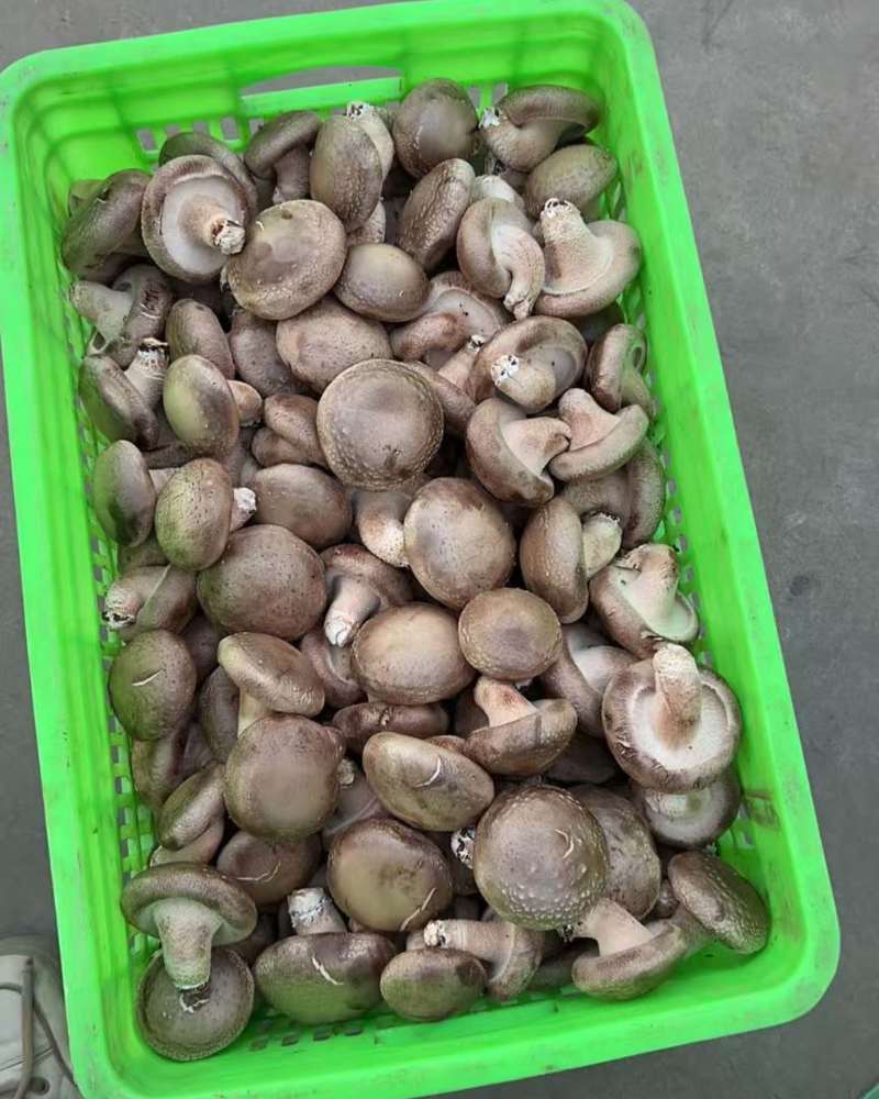 鲜香菇批发