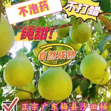 【热卖】沙田柚新鲜上市品质保证大量供应广东省内包邮
