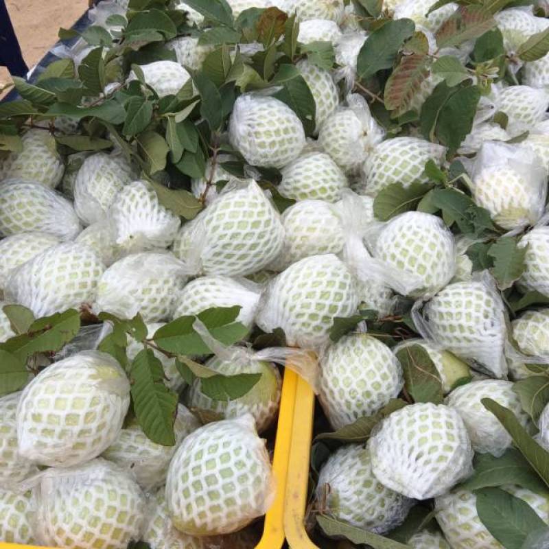 珍珠番石榴白心芭乐