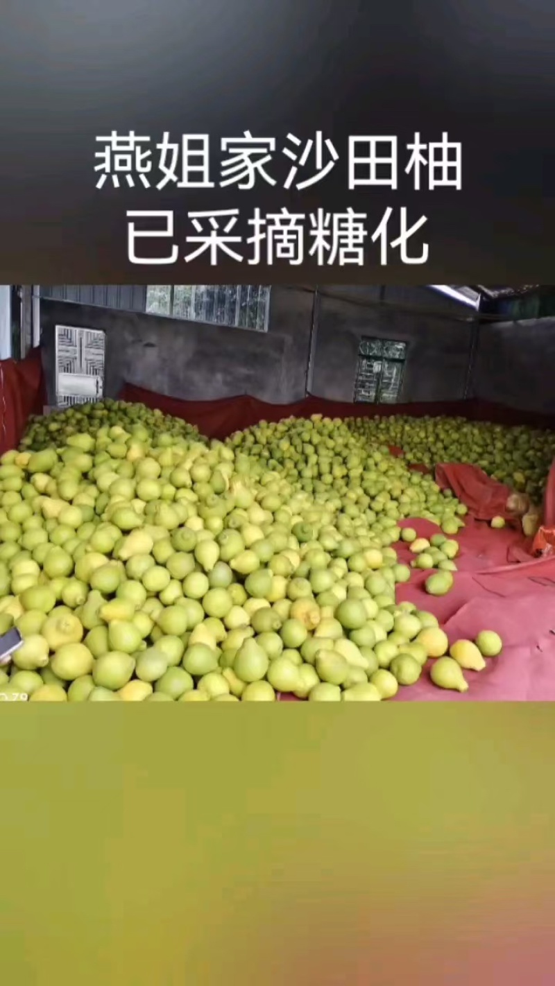 【热卖】沙田柚新鲜上市品质保证大量供应广东省内包邮