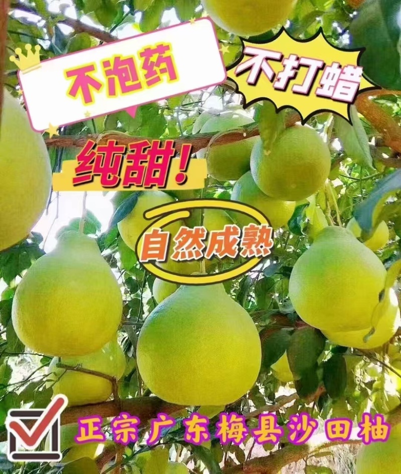 【热卖】沙田柚新鲜上市品质保证大量供应广东省内包邮