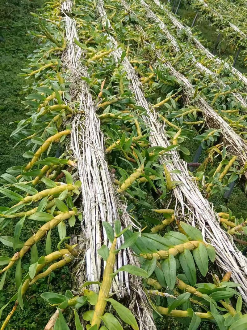 石斛珍虫石斛石斛鲜条石斛枫斗石斛条自产自销