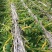 石斛珍虫石斛石斛鲜条石斛枫斗石斛条自产自销