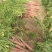 陕西大荔黄沙地称杆红萝卜