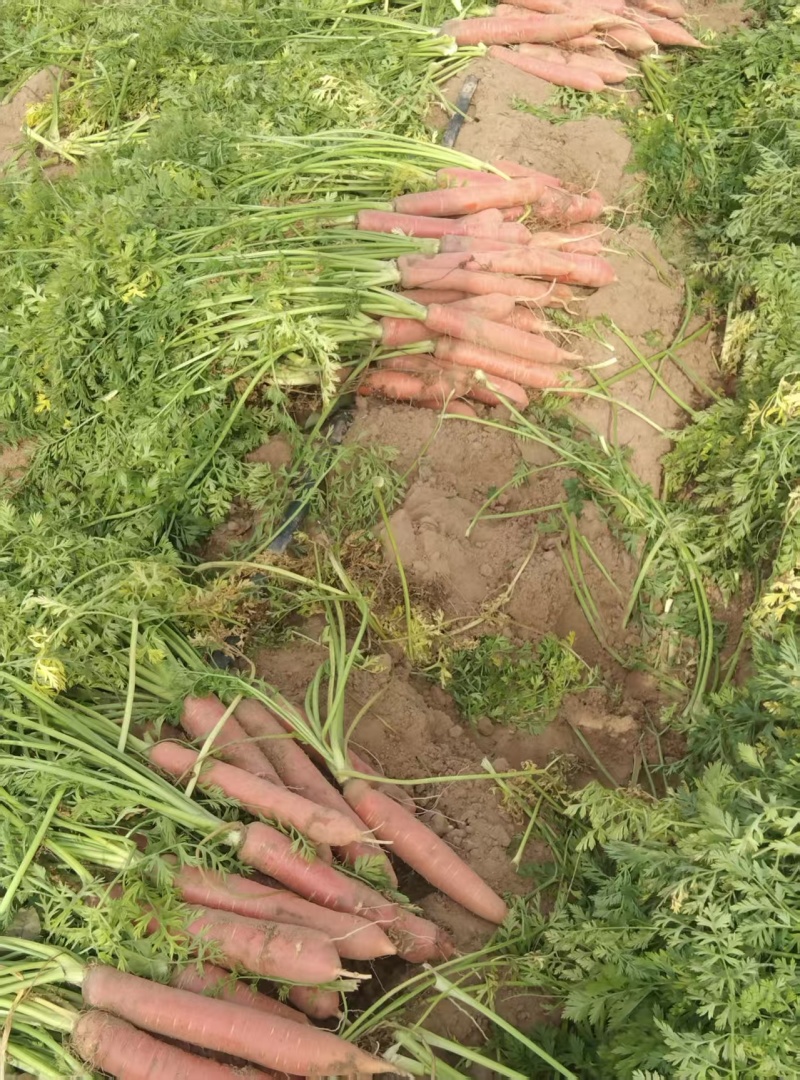 陕西大荔黄沙地称杆红萝卜