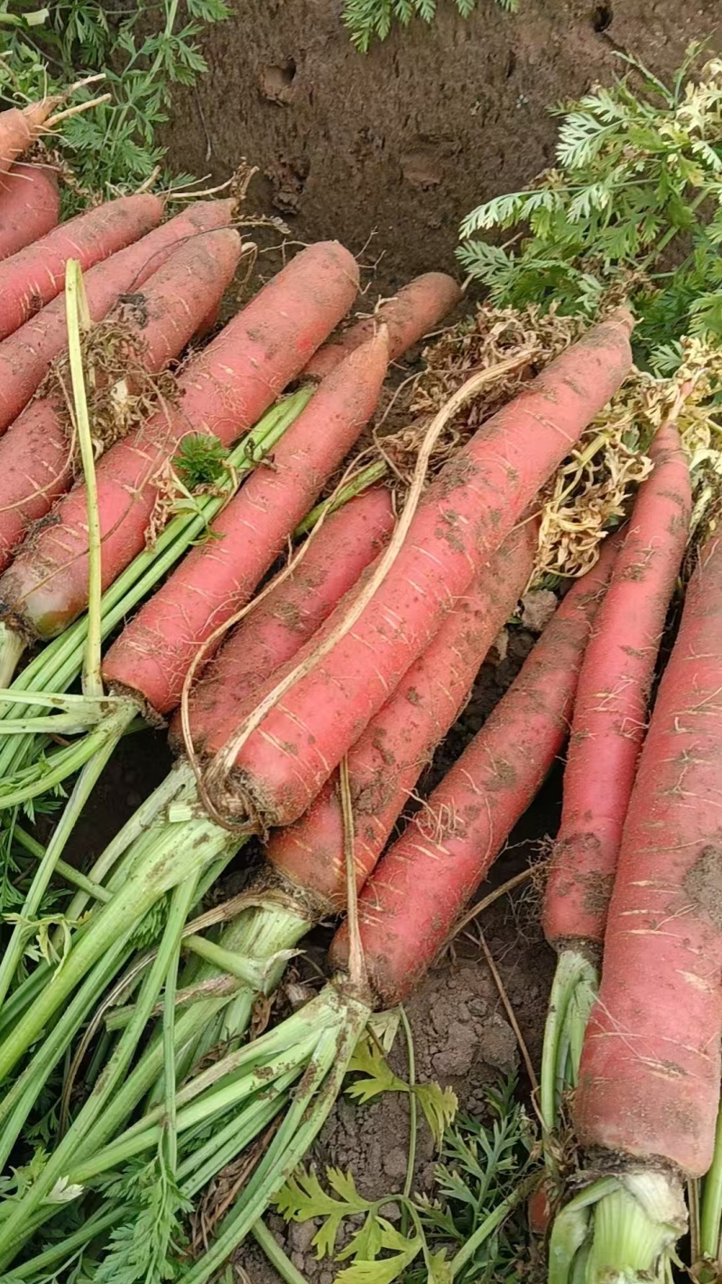 陕西大荔黄沙地称杆红萝卜