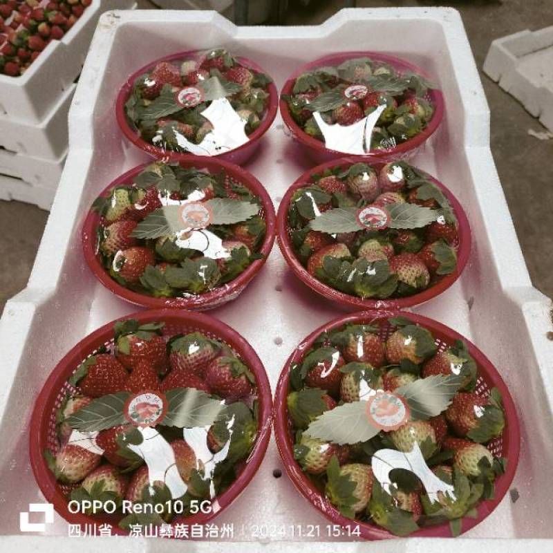 新鲜采摘草莓，甜美多汁，健康绿色直供！