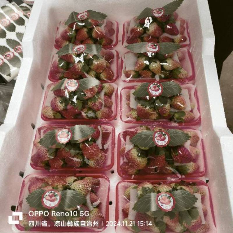 新鲜采摘草莓，甜美多汁，健康绿色直供！