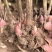白芍芽头大量批发，品质好，价格优，火爆抢购中