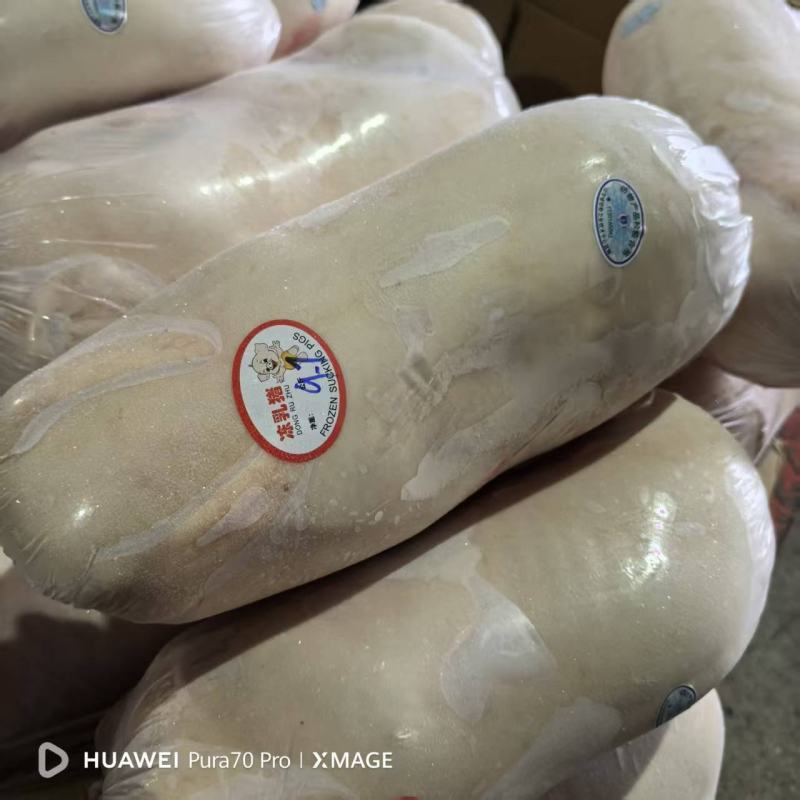 乳猪，基地直发，大量有货，欢迎各位老板咨询采购