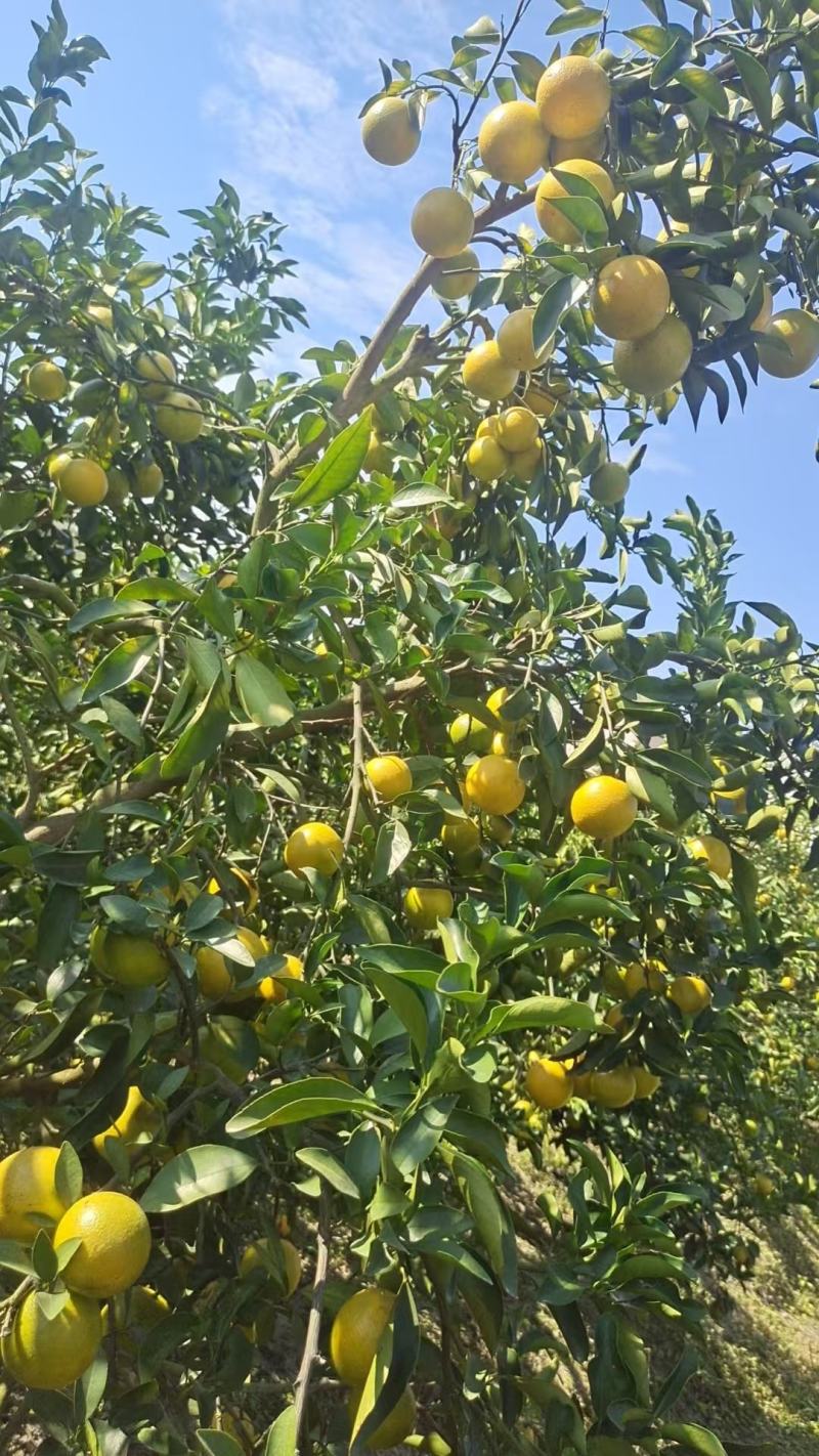 正宗廉江红江橙，皮薄汁多化渣囗感好现摘现发一件十斤装