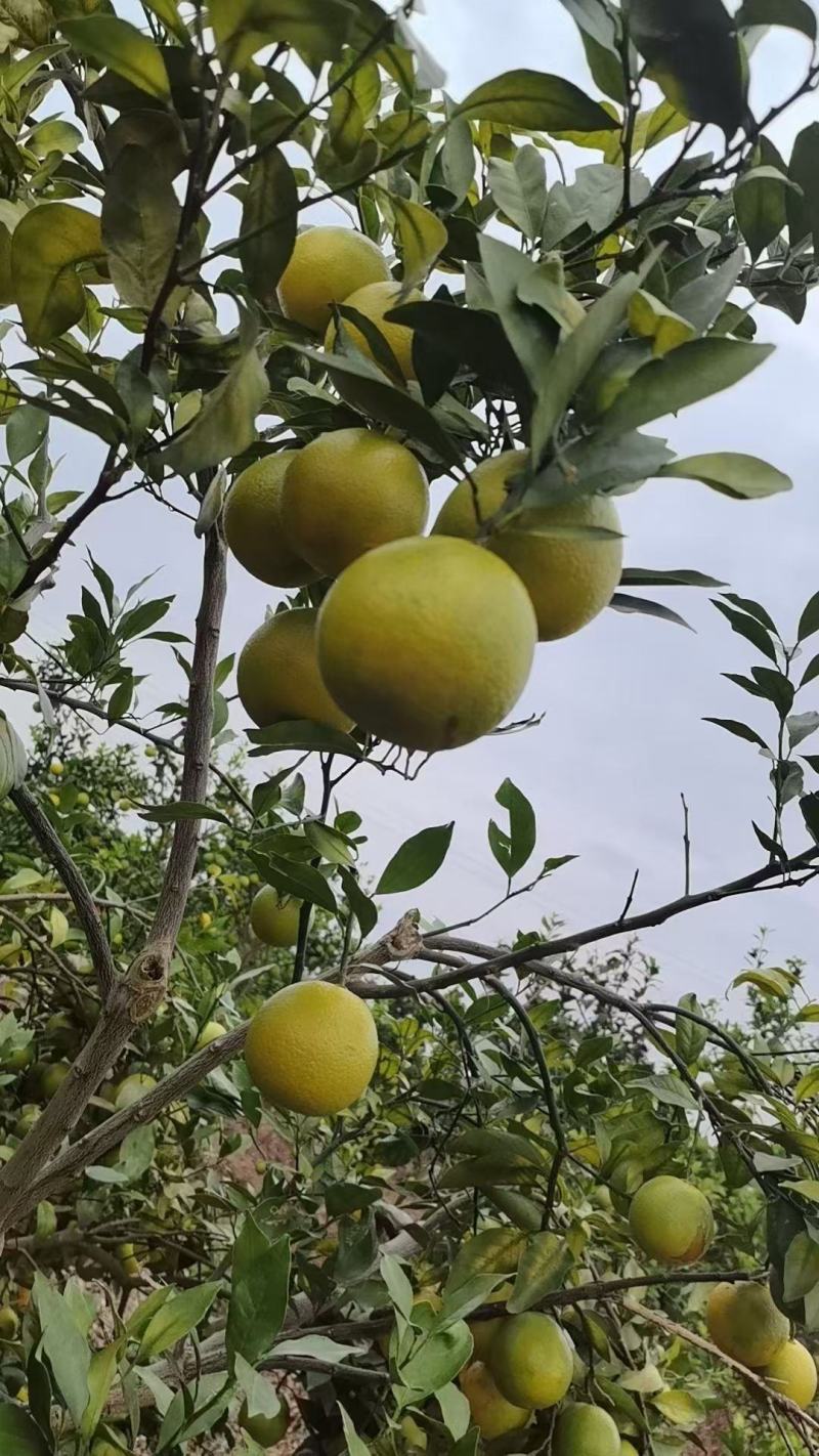 正宗廉江红江橙，皮薄汁多化渣囗感好现摘现发一件十斤装