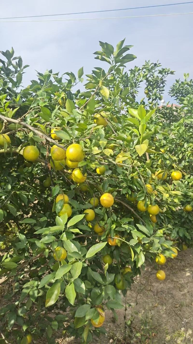 正宗廉江红江橙，皮薄汁多化渣囗感好现摘现发一件十斤装