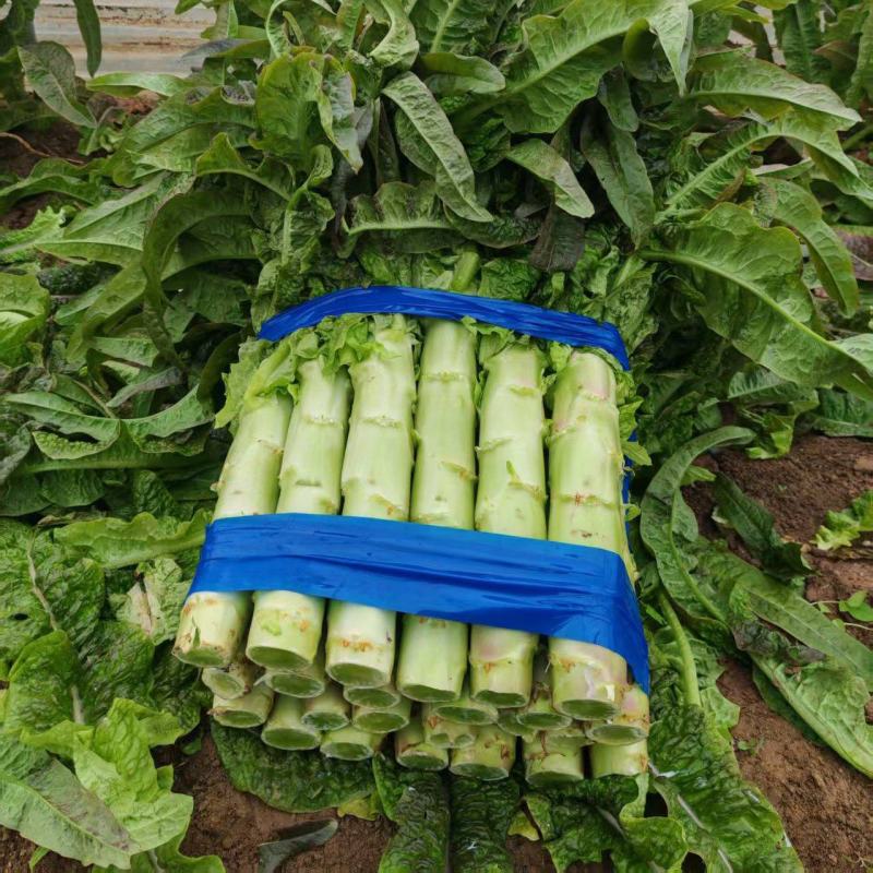 莴笋